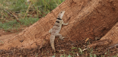 <i class='fa fa-user'></i> honderwa | Madagaskar-halsbandleguaan  <i class='fa fa-eye'> 29</i>   <i class='fa fa-comment-o'> 0</i>