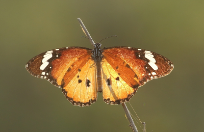 <i class='fa fa-user'></i> honderwa | Kleine Monarchvlinder  <i class='fa fa-eye'> 68</i>  <i class='fa fa-thumbs-up'> 2</i>   <i class='fa fa-comment-o'> 3</i>
