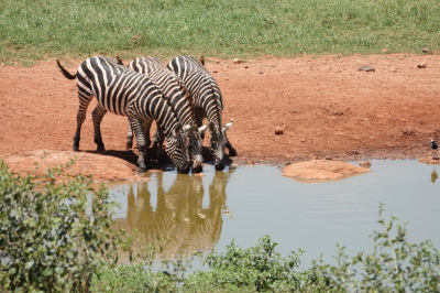 <i class='fa fa-user'></i> ko katsman |  Gewone Zebra  <i class='fa fa-eye'> 60</i>  <i class='fa fa-thumbs-up'> 2</i>   <i class='fa fa-comment-o'> 3</i>