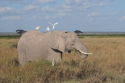 <i class='fa fa-user'></i> ko katsman |  Afrikaanse Olifant  <i class='fa fa-eye'> 85</i>  <i class='fa fa-thumbs-up'> 3</i>   <i class='fa fa-comment-o'> 3</i>