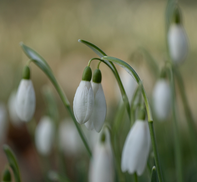 <i class='fa fa-user'></i> Tim Oord |  Gewoon Sneeuwklokje  <i class='fa fa-eye'> 47</i>   <i class='fa fa-comment-o'> 1</i>