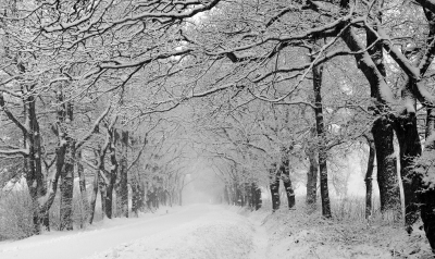  / Sneeuwbomen / -