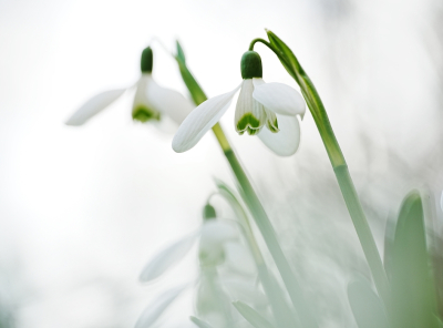 <i class='fa fa-user'></i> hesterb |  Gewoon Sneeuwklokje  <i class='fa fa-eye'> 64</i>  <i class='fa fa-thumbs-up'> 1</i>   <i class='fa fa-comment-o'> 9</i>