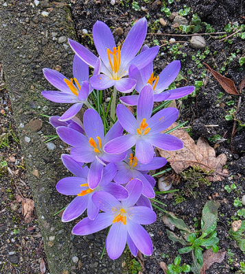 <i class='fa fa-user'></i> guidomwm |  Boerenkrokus  <i class='fa fa-eye'> 68</i>   <i class='fa fa-comment-o'> 4</i>