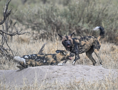 <i class='fa fa-user'></i> JohnSaxofoon |  Afrikaanse Wilde Hond  <i class='fa fa-eye'> 61</i>   <i class='fa fa-comment-o'> 0</i>