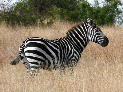 <i class='fa fa-user'></i> guidomwm |  Steppezebra  <i class='fa fa-eye'> 63</i>   <i class='fa fa-comment-o'> 3</i>