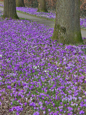 De mooiste laan van Gelderland in Brummen aan de rand van de Veluwe.
Ieder voorjaar komen de verwilderde crocussen ( na de sneeuwklokjes) weer opnieuw op. Altijd leuk om er even lanhgs te fietsen.