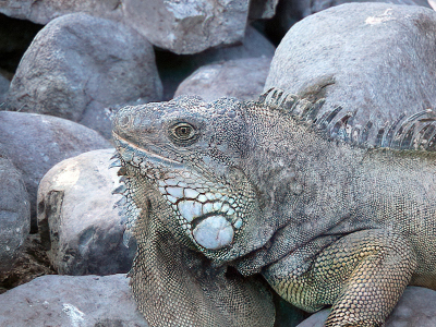 langs de kust op de Galapgos eilanden zie je regelmatig  een leguaan. 
meestal blijven ze rustig zitten deze "voorhistorische "dieren.
