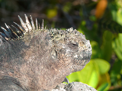 de leguanen zijn nogal algemeen op de Galapagos eilandenen net schuw. je kunt ze zelfs wel aanraken. interessante soort.