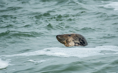 <i class='fa fa-user'></i> Eef Kieft |  Grijze Zeehond  <i class='fa fa-eye'> 55</i>   <i class='fa fa-comment-o'> 2</i>