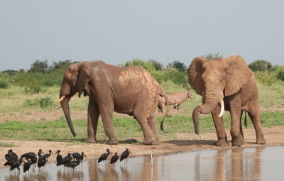 <i class='fa fa-user'></i> ko katsman | Afrikaanse Olifant  <i class='fa fa-eye'> 64</i>  <i class='fa fa-thumbs-up'> 2</i>   <i class='fa fa-comment-o'> 2</i>