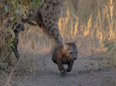 <i class='fa fa-user'></i> JohnSaxofoon | Gevlekte Hyena  <i class='fa fa-eye'> 92</i>  <i class='fa fa-thumbs-up'> 2</i>   <i class='fa fa-comment-o'> 1</i>