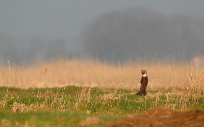 Martes martes / Boommarter / Pine Marten Martes martes / Boommarter / Pine Marten