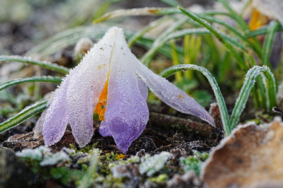 Crocus tommasinianus / Boerenkrokus / Early Crocus
