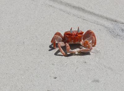 <i class='fa fa-user'></i> guidomwm | Grapsus grapsus  <i class='fa fa-eye'> 71</i>   <i class='fa fa-comment-o'> 6</i>