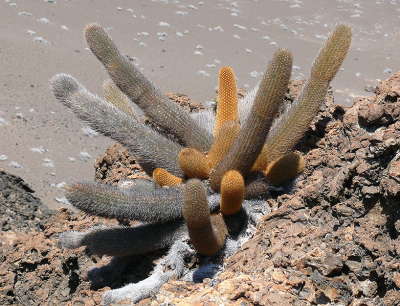gewoon aan de wandel op de eilanden en dan kom je van alles tegen.
zoals deze  mooie grote cactusplant met verschillende kleuren op de rand van een berg.