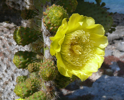 veel cactussen gezein en dus ook wel in bloei, deze gele bloem springt er goed uit. naast mijn bloemen uit Nederland vandaag ook nog een exotische.