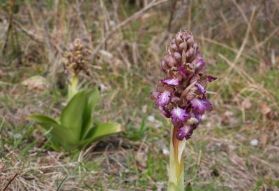 Himantoglossum robertianum / Reuzenorchis / Giant Orchid