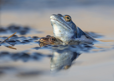 Rana arvalis / Heikikker / Moorfrog Rana arvalis / Heikikker / Moorfrog