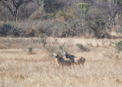 <i class='fa fa-user'></i> JohnSaxofoon | Beisa Spiesbok  <i class='fa fa-eye'> 57</i>   <i class='fa fa-comment-o'> 3</i>
