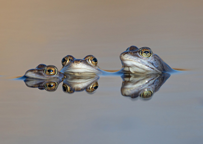 Nature picture: 1. Rana arvalis / Heikikker / Moorfrog