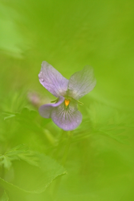 <i class='fa fa-user'></i> Cor |  Maarts Viooltje  <i class='fa fa-eye'> 91</i>  <i class='fa fa-thumbs-up'> 4</i>   <i class='fa fa-comment-o'> 9</i>