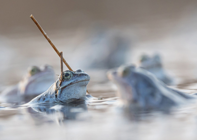 Nature picture: 2. Rana arvalis / Heikikker / Moorfrog