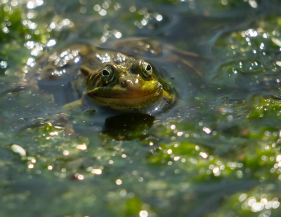 <i class='fa fa-user'></i> Truus Aletta Maan | Groene Kikker sp  <i class='fa fa-eye'> 30</i>   <i class='fa fa-comment-o'> 1</i>