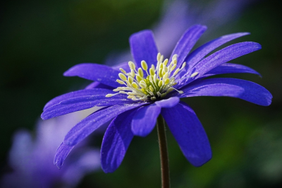 <i class='fa fa-user'></i> hesterb |  Blauwe Anemoon  <i class='fa fa-eye'> 55</i>   <i class='fa fa-comment-o'> 6</i>