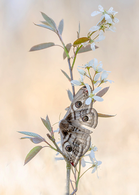 Nature picture: 1. Saturnia pavonia / Nachtpauwoog / Emperor Moth