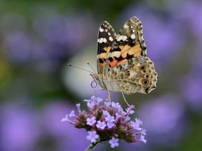 Nature picture: 5. Vanessa cardui / Distelvlinder / Painted Lady