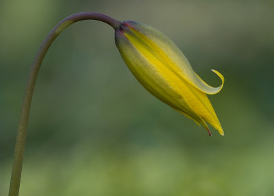 <i class='fa fa-user'></i> Tim Oord |  Wilde Tulp of Bostulp  <i class='fa fa-eye'> 41</i>  <i class='fa fa-thumbs-up'> 7</i>   <i class='fa fa-comment-o'> 5</i>