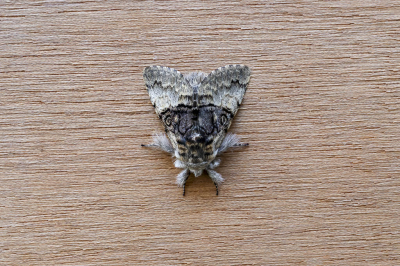 <i class='fa fa-user'></i> Martin Verbeeten |  Hazelaaruil  <i class='fa fa-eye'> 45</i>   <i class='fa fa-comment-o'> 3</i>