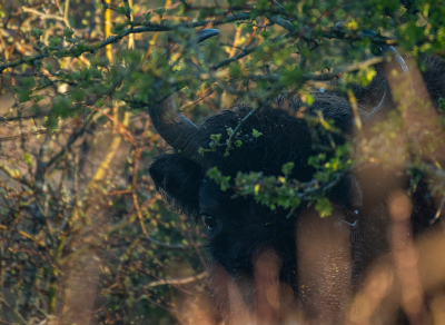 <i class='fa fa-user'></i> Eef Kieft | Wisent  <i class='fa fa-eye'> 74</i>   <i class='fa fa-comment-o'> 3</i>