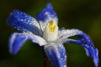 <i class='fa fa-user'></i> hesterb |  Grote Sneeuwroem  <i class='fa fa-eye'> 66</i>   <i class='fa fa-comment-o'> 8</i>