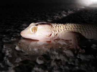 's Nachts foto's maken zonder flits kan als je een goede lamp hebt. Geflitste nachtfoto's van kleine dieren zien er vaak uit als daglichtfoto's en dit geeft veel beter de sfeer van het moment aan, vind ik dan.... Wat jullie?