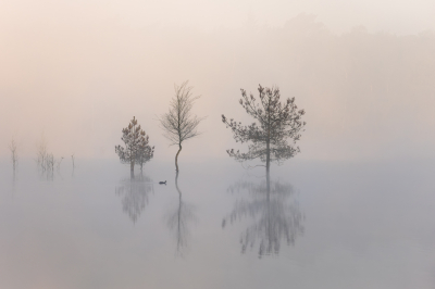 Nature picture: 3. Verstilling / Verstilling / Stillness