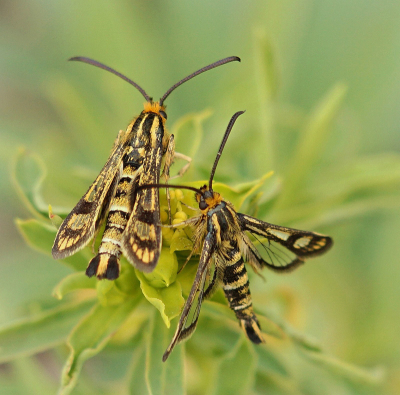 Nature picture: 2. Chamaesphecia tenthrediniformis / Wolfsmelkwespvlinder / Chamaesphecia tenthrediniformis