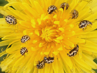 Net buiten het tuinhekje zaten de Paardenbloemen vol met deze kleine kevertjes. Ze meten slechts 3 mm en zijn daarmee de kleinste soort van de lieveheersbeestjes. Ze eten voornamelijk meeldauw, pollen en nectar.