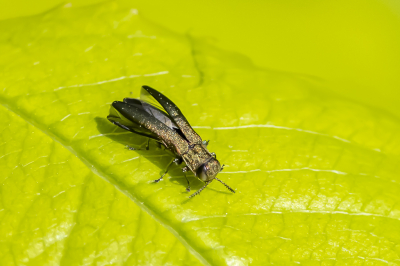 <i class='fa fa-user'></i> Martin Verbeeten |  Smalbuikje sp.  <i class='fa fa-eye'> 32</i>   <i class='fa fa-comment-o'> 4</i>