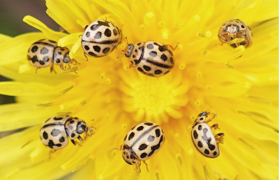 Nature picture: 3. Tytthaspis sedecimpunctata / Zestienstippelig Lieveheersbeestje / 16-spot Ladybird