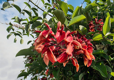 deze koraalboom hebben wij op verschillende plaatsen op Madeira gezien, deze staat ook in de botanische tuin in de hoofdstad maar op 9 april 2025 waren wij daar niet.
Dank Henk voor de determinatie.