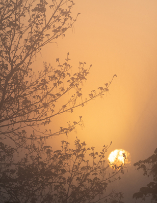<i class='fa fa-user'></i> Eef Kieft |  Zonsopkomst  <i class='fa fa-eye'> 32</i>   <i class='fa fa-comment-o'> 0</i>