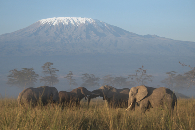 <i class='fa fa-user'></i> JohnSaxofoon |  Afrikaanse Olifant  <i class='fa fa-eye'> 32</i>  <i class='fa fa-thumbs-up'> 2</i>   <i class='fa fa-comment-o'> 4</i>