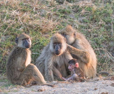 Een opname van mijn zoon. De foto ingestuurd omdat er nog niet veel foto's van deze baviaan zijn ingestuurd. Maar ook omdat het doorschijnende oor van de baby-baboon grappig is.
