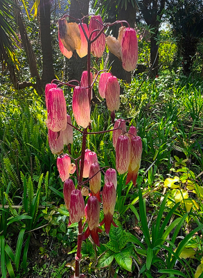 deze foto is genomen in een wilde omgeving wat wel te zien is aan het beeld en niet in een exotische tuin.
de soort komt oorspronkelijk van Madagascar en blijkt zelfs in Nederland ook als tuinplant te koop.