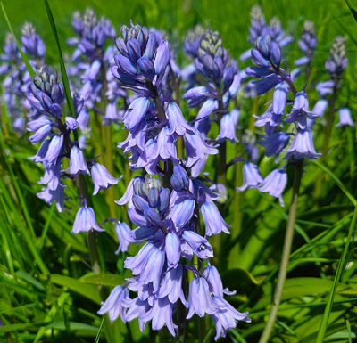 naast mijn dagelijkse 10km wandelingen pak ik met dit weer ook de fiets voor een rondje van ruim 20 km. giseren zag ik deze mooie kleine concentratie "bluebells"
ze staan hier ook in de buurt maar meer enkelingen.