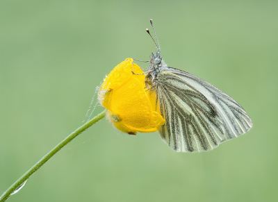 Nature picture: 1. Klein Geaderd Witje