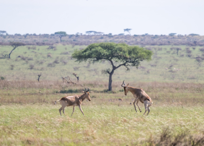<i class='fa fa-user'></i> JohnSaxofoon | Kongoni of Coke's Hartebeest  <i class='fa fa-eye'> 44</i>   <i class='fa fa-comment-o'> 1</i>