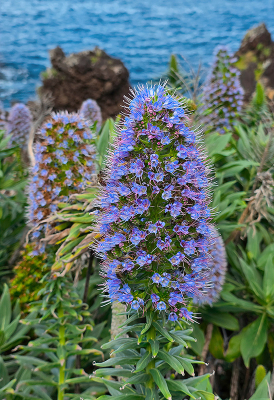 <i class='fa fa-user'></i> guidomwm | Echium candicans  <i class='fa fa-eye'> 48</i>   <i class='fa fa-comment-o'> 9</i>
